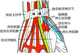 示指伸肌和指伸肌腱腱鞘炎